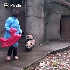 Ce bébé panda est tout content de son nouveau jouet. Regardez le !