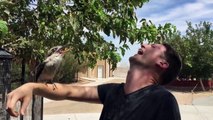Voilà comment faire rire un oiseau Kookaburra