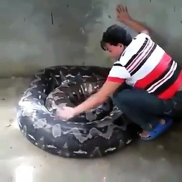Il fait un gros calin à son énorme python géant. Impressionnant