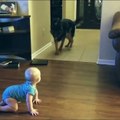 German Shepherd And Baby Play Chase Together