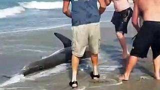 Group of Men Rescue Baby Great White Shark