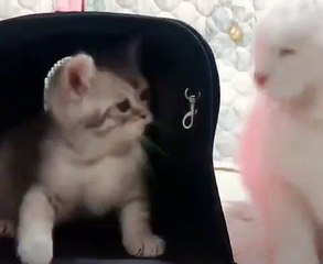 Ce chaton peureux se bat avec un autre chat. Trop drôle !
