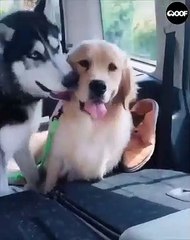 Voici la manière dont les huskys montrent leur affection. Regardez !