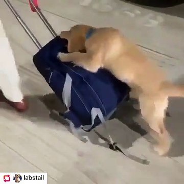 Cette chienne ne veut pas que son maître parte. Regardez ce qu'elle fait !