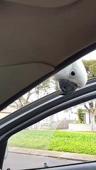 Cheeky Cockatoo Climbs All Over Car