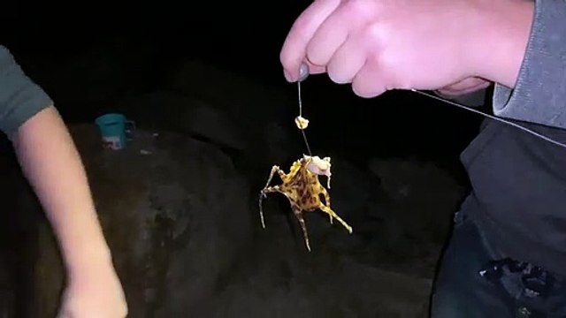 S'amuser avec une pieuvres à anneaux bleus extrêmement venimeuse