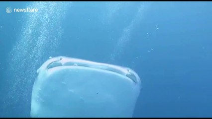 Divers have amazing encounter with hungry whale shark off Indonesia