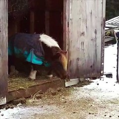 Miniature Horse Afraid to Jump Down Small Step