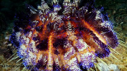 Top 10 Most dangerous BEACHES in the world