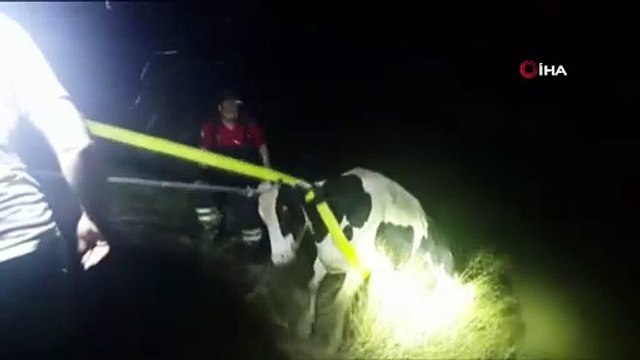 Su kanalına düşen ineği itfaiye halatla kurtardı