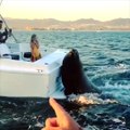 Sea Lion Hitches Ride on Back of Boat