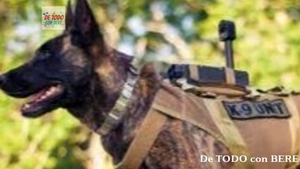 PASTOR ALEMAN ARRIESGA su VIDA para SALVAR a su FAMILIA