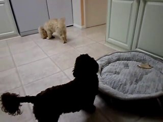 cockerpoo dog squeaking his toy