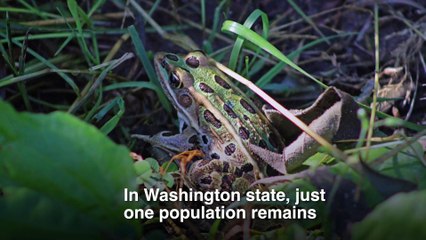 Bringing Back Northern Leopard Frogs
