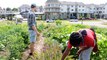 Une variété de végétaux au jardin de Cultivons Châteauguay