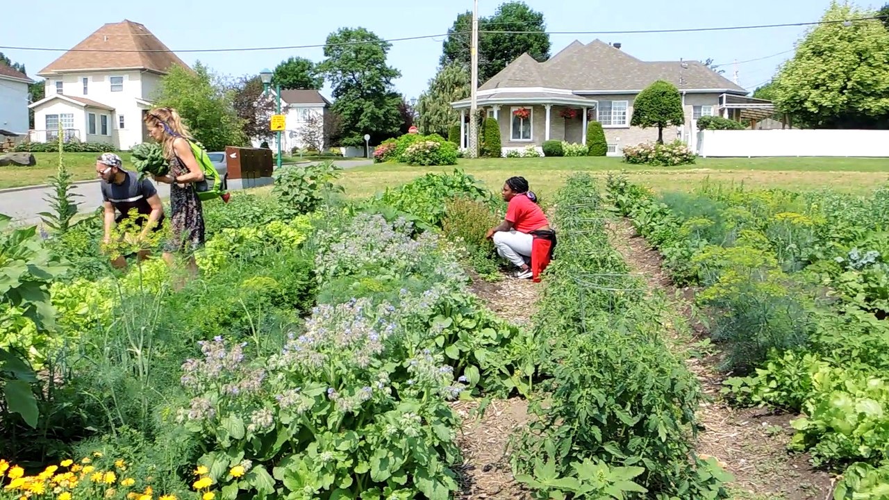 Des animateurs jardiniers dans le grand potager de Cultivons Châteauguay
