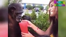 Naughty monkeys teasing women