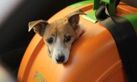 صندوق للدراجات الهوائية والنارية مخصص للحيوانات الأليفة