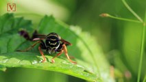 Police Say Wasp Spray Used as Meth Alternative Led to 3 Deaths in a Week