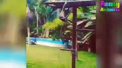 monkeys embarrassing women by touching their private parts