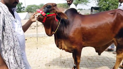 Sub Se Behtareen Mandi Sheikhpura Bakra Mandi - Bakra Eid 2019