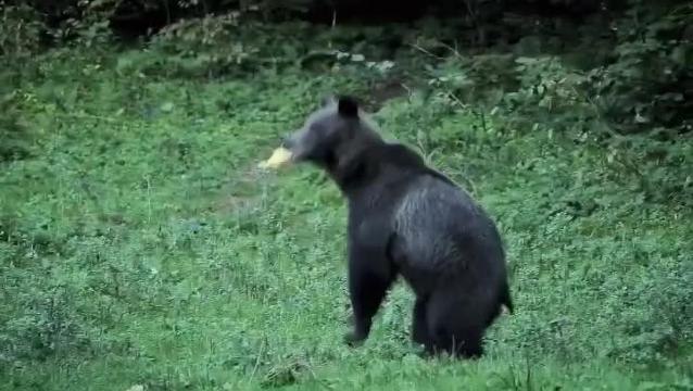 Bedfordshire explorer Tom Young meets bear in wild
