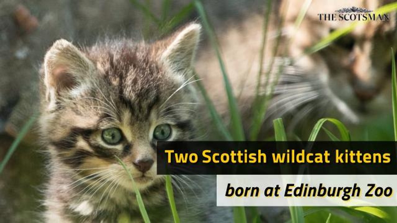 Wildcats Edinburgh Zoo