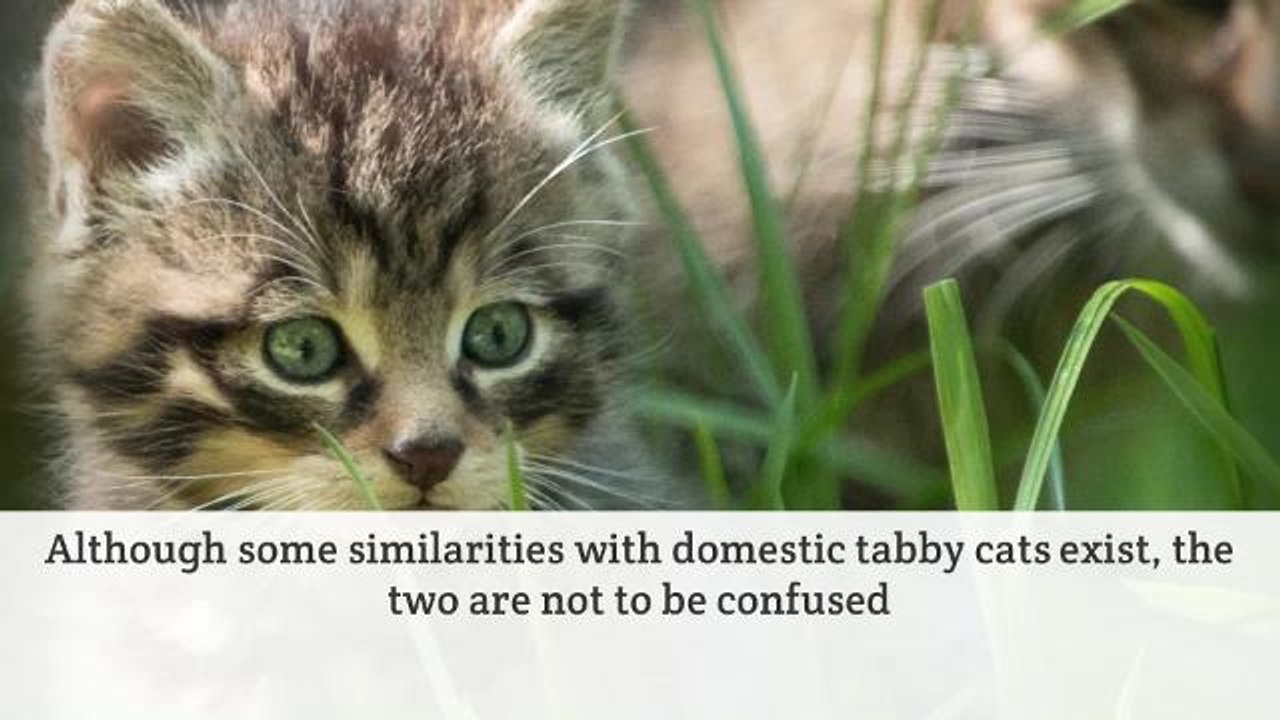 Scottish Wildcat Births a Potential Lifeline fo...