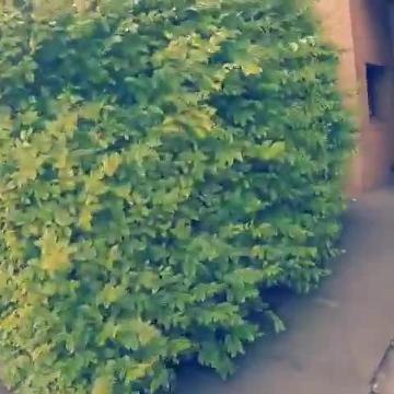 Police execute drug warrant in Milton Keynes