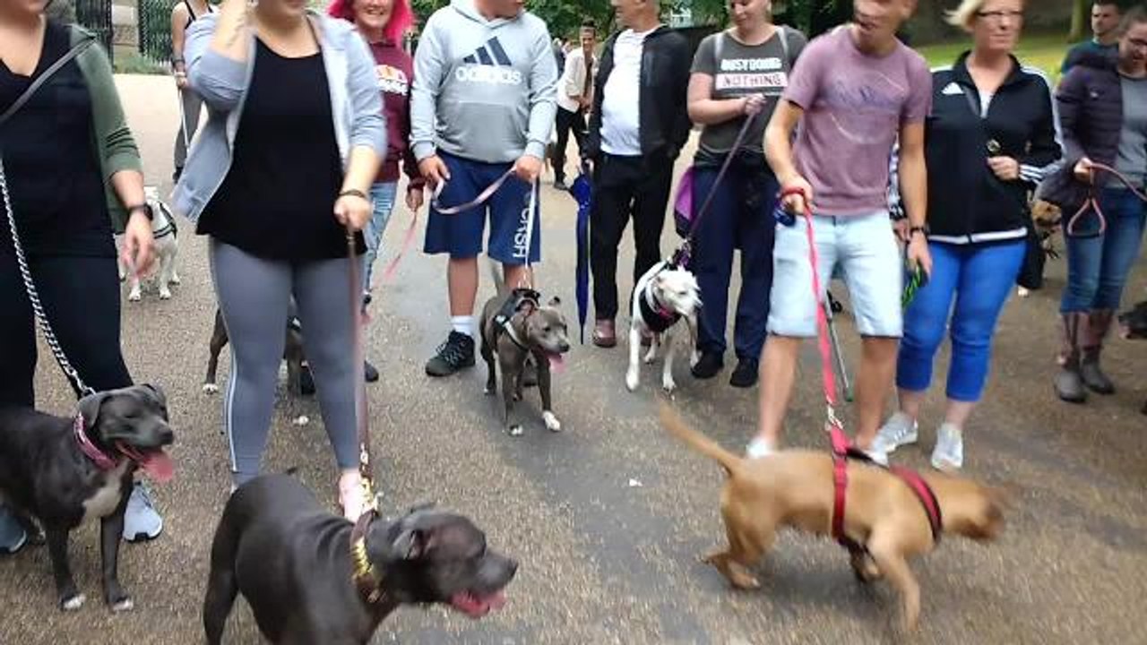 Staffie Protest Walk in Chorley