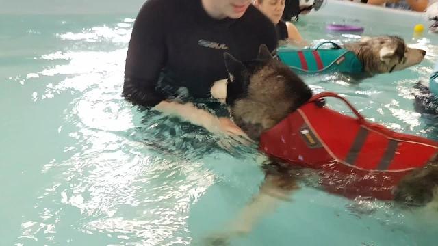 Game of Thrones Direwolves pool party 2