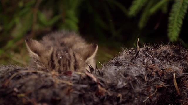 Rescued Scottish wildcat kittens