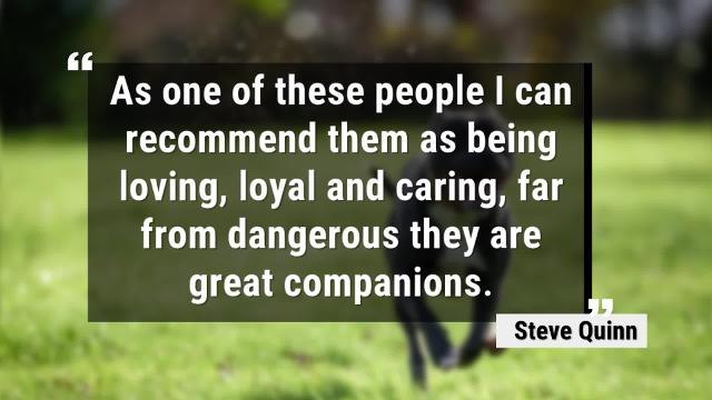 Government Rejects Calls to Add Staffordshire Bull Terriers to Dangerous Dogs List list