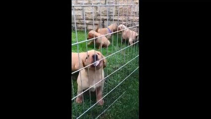 New litter of police dog puppies for Northumbria