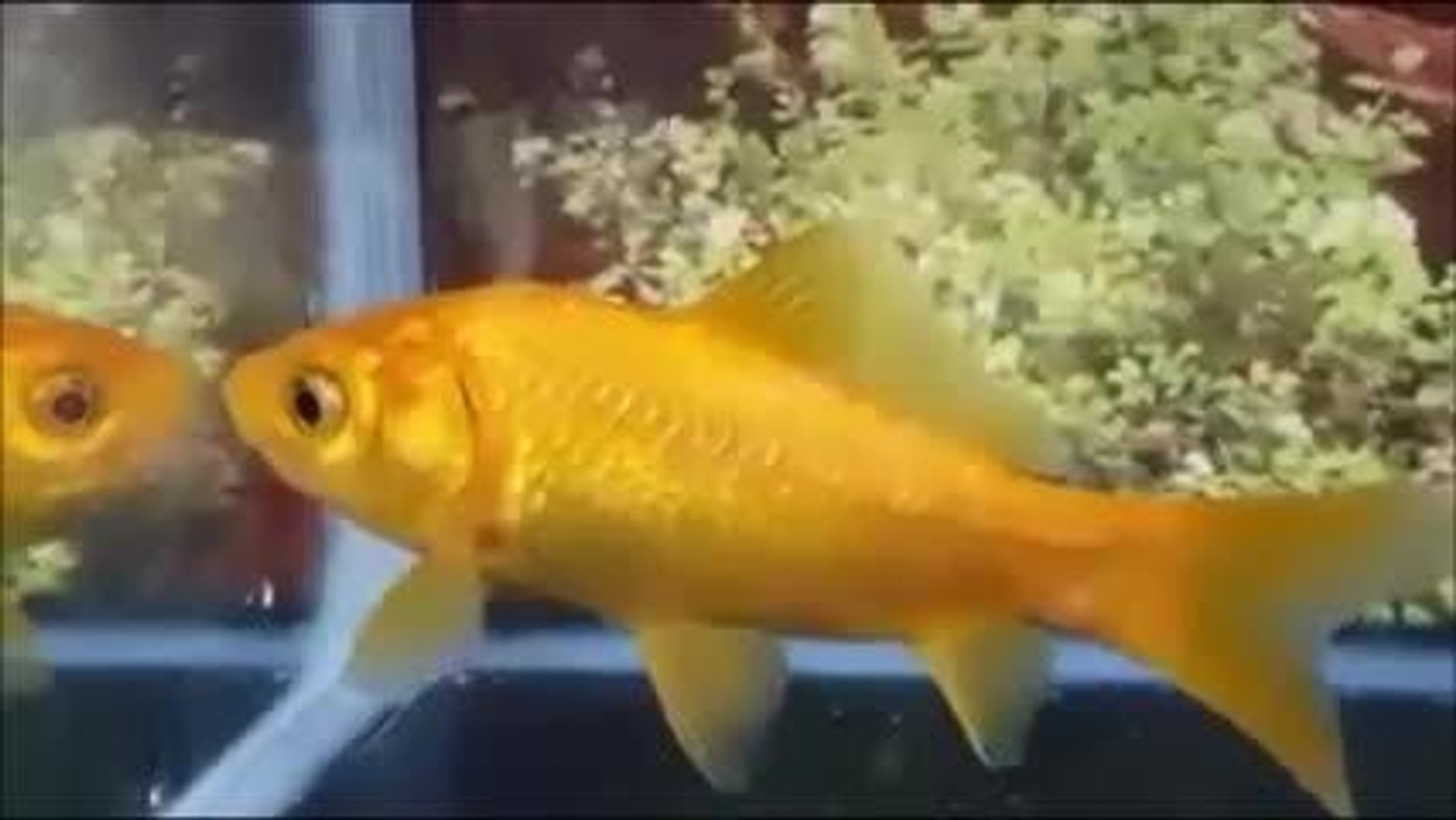 ⁣VIDEO: Frankie the goldfish