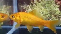 VIDEO: Frankie the goldfish