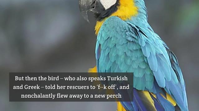 Swearing Parrot Tells Firefighters to ‘F k Off’ After Being Stranded on London Roof for Three Days