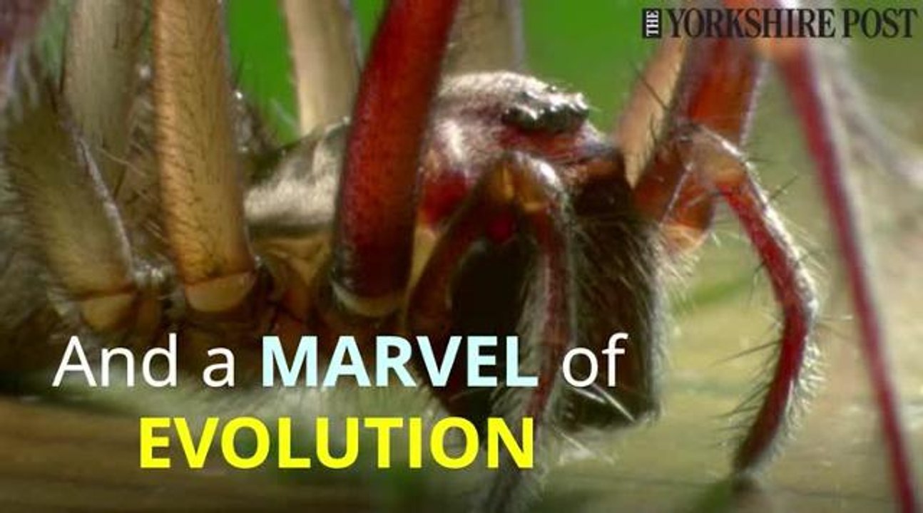 House spider invasion-1
