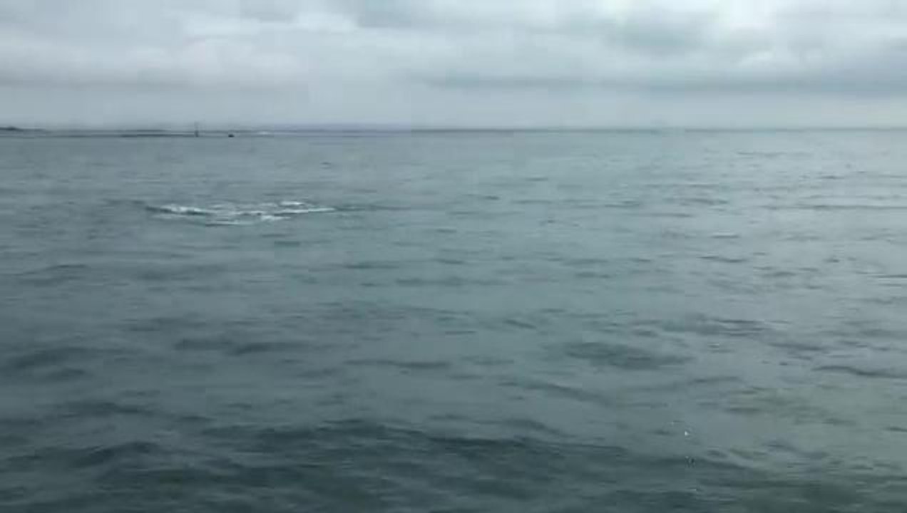 Watch wonderful video of dolphins off Selsey