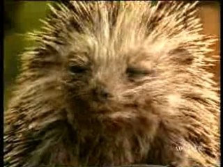 PUB mercedes contre la polution