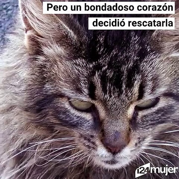 Muletas para gato