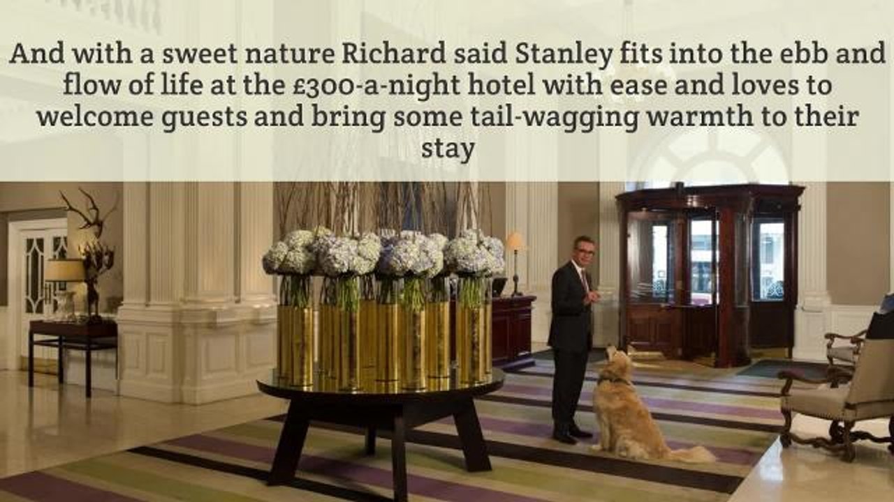 Edinburgh Hotel Hound is Top Dog at the Balmoral Hotel - HIRES