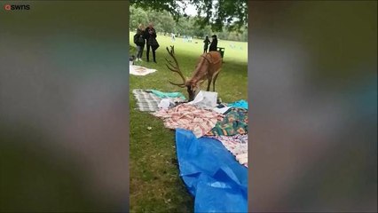 Hungry deer gatecrashes charity picnic