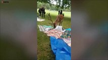 Deer gatecrashes charity picnic