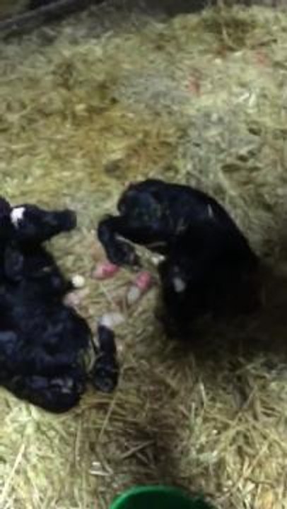 Farming Life vid