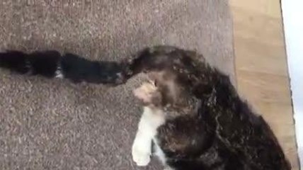 Kitten 'had testicles cut off with scissors'