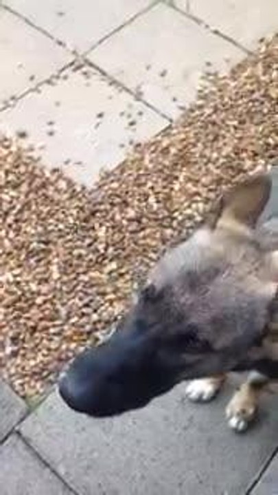 Police dog
