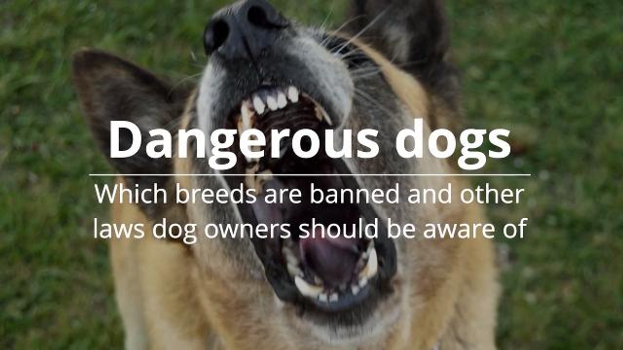 Dangerous Dogs Which Breeds are Banned and Other Laws Dog Owners