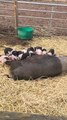 See two week old piglets at White Post Farm