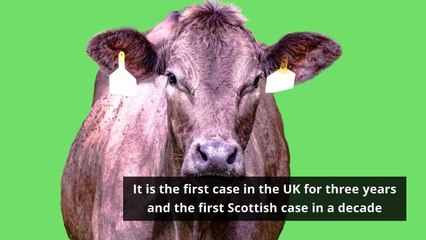 Case of Mad Cow Disease Confirmed on Farm in Scotland